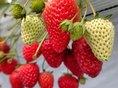 �X�g���x���[�p�[�N���΂̎ʐ^2