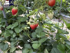 �ɓ��t���[�c�p�[�N�̎ʐ^1