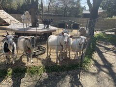 �ӂꂠ���q�ꃄ�M�[�Y�����h�̎ʐ^1