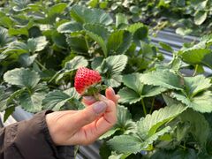 �������ӂ邳�Ƒ��̎ʐ^1