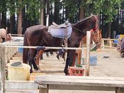 �V�}�P������̓ߐ{��{���q��̓��e�ʐ^1