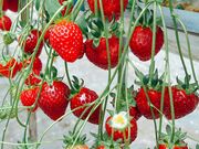 ����炳��̂������t�@�[���k���̓��e�ʐ^1