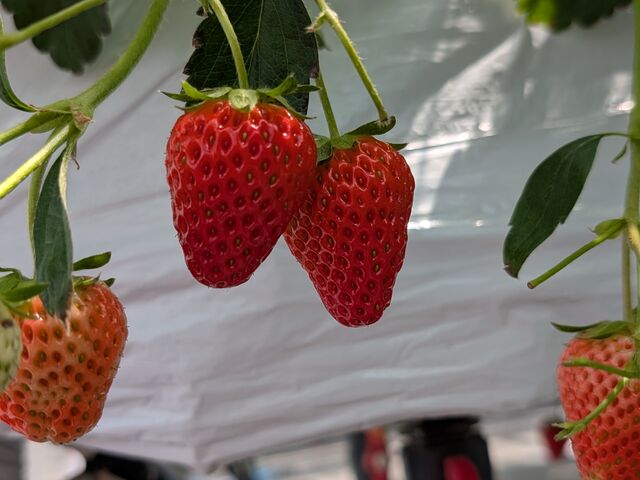 ��ޖL�x�łǂ���������������ł���_Sugar Berry ���˂������_��