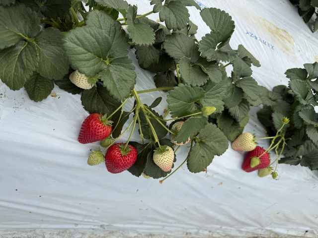 �Y��Ȃ������ł��B_MASHIKO�@STRAWBERRY�@FARM