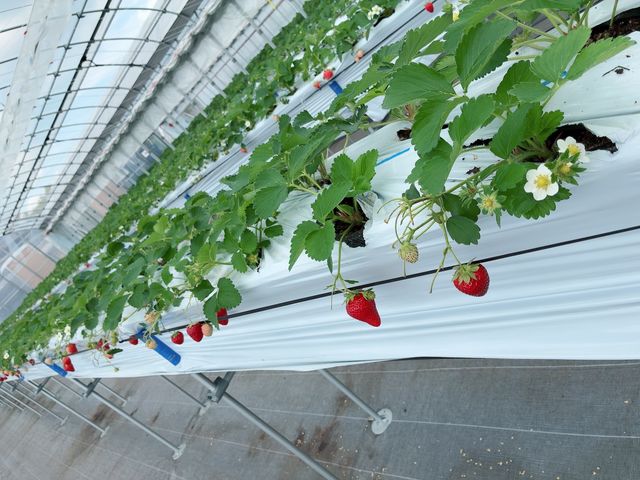 �Â��C�`�S_Merry Berry Farm