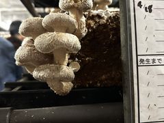 �A�X�^�l�̎ʐ^1