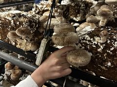 �A�X�^�l�̎ʐ^2