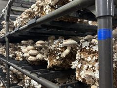 �A�X�^�l�̎ʐ^3