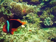 DIVE IN CHATAN�̎ʐ^1