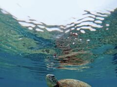 nico �{�Ó��̎ʐ^1