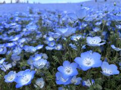 �g������̍��c�Ђ����C�l�����ւ̓��e�ʐ^1