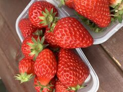 �M�c�_�� strawberry54�̎ʐ^1