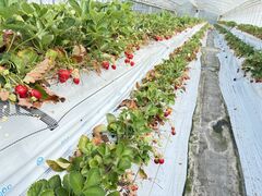 ���є_���̎ʐ^1