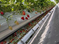 Sugar Berry ���˂������_���̎ʐ^2