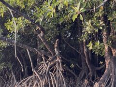 �Ί_�� ADVENTURE PiPi�̎ʐ^1