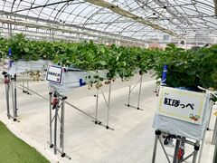 ����(�䂢)�t�@�[���̎ʐ^2