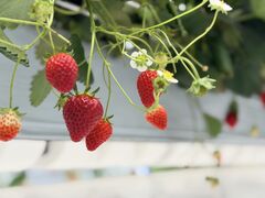 ����(�䂢)�t�@�[���̎ʐ^5