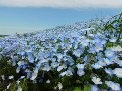 ��肱����̍��c�Ђ����C�l�����ւ̓��e�ʐ^1