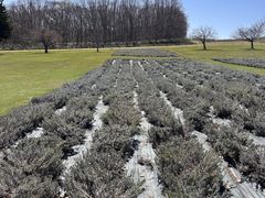 �����ۂ�r���u�W�]��̎ʐ^3