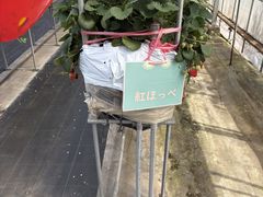 ��߂��u�_���̎ʐ^1