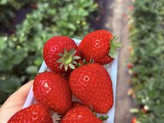 �����_���̎ʐ^1