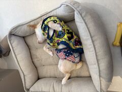 ���J�t�F�炢���̎ʐ^1