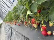 �Ђ낽�񂳂��Bon Farm�̓��e�ʐ^1