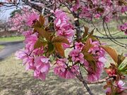 �Ȃ�����񂳂�̓��{���ԉ��̍��̓��e�ʐ^1