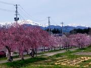 �����ڂ�����̃��[�����ꕽ�̓��e�ʐ^3