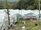 �Ђ낽�񂳂��Bon Farm�ւ̓��e�ʐ^3