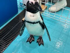 Penguin Cafe TAIL�̎ʐ^1
