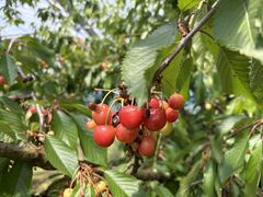 �n糊ό��N�����@sweet cherry watanabe�̎ʐ^1