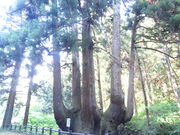 �L������̒����̂��Ԃ琙�̓��e�ʐ^2