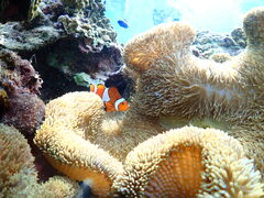 Nami�{�Ó��̎ʐ^1