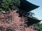 �Ŕ��R�򉤉@�̎ʐ^1