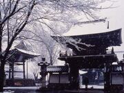 ���q���̎ʐ^1