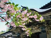 ���}���̎ʐ^1