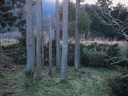 �D�d��Ղ̎ʐ^1