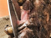 ǂ艮 a ܂ {ق̎ʐ^1