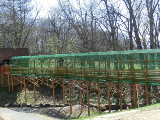 �k�C���q�ǂ��̍�