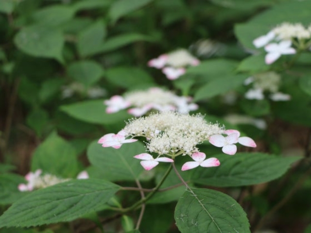 �A�W�T�C�i��J��_���t�H���X�g�p�[�N�E�y�āj_��J��_���t�H���X�g�p�[�N�E�y��