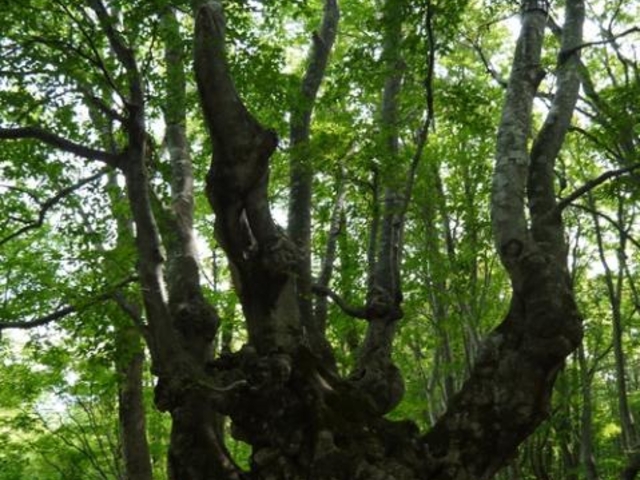 �����肱�剤_�����䃌�N���G�[�V�����̐X