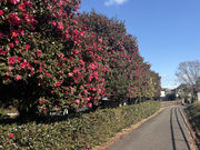 �R���ԍ����s�N�j�b�N�p�[�N�E�n�[�u���̎ʐ^4