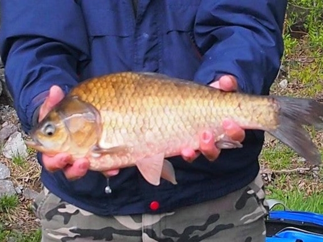 �w���u�i�ނ�̎ʐ^1