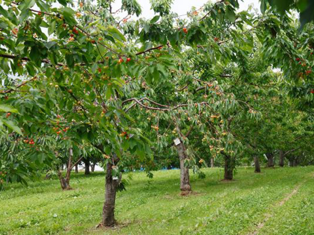 �L��ȕ~�n�Ɏ�ޖL�x�Ȃ������ڂ̖؁I�I_���̂ӂ��ƍg�ʉ�