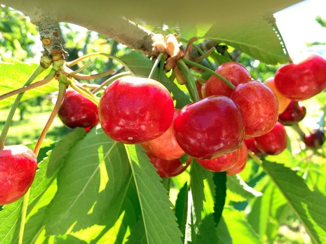 �嗱�ł݂��݂������A�Â��������ځ�_���̂ӂ��ƍg�ʉ�