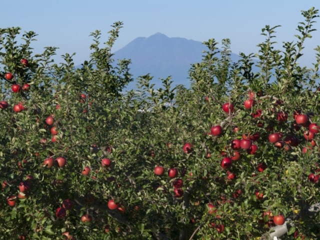 ���Ίό���񂲉�