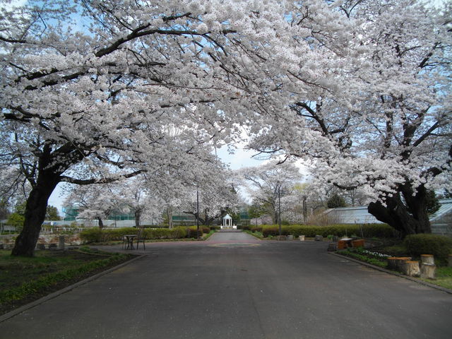 �t�����[�K�[�f�����A
����P�Q�O�N�̃\���C���V�m���V�X�{�B���ɗ�����Ȃ����؈�ࣁB_�␣�q��