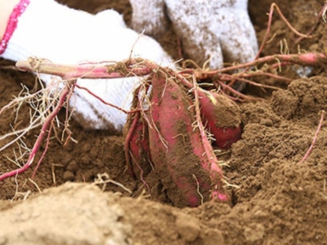 �v�q�������ق�ό��_���̎ʐ^1