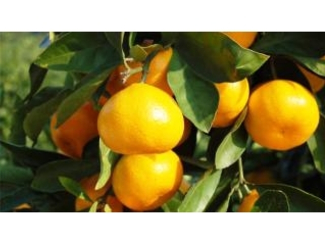 �����_���i�݂�����E���������j�̎ʐ^1